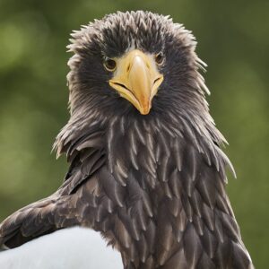 The Ultimate VIP Eagle Day Deposit - (November 2026)