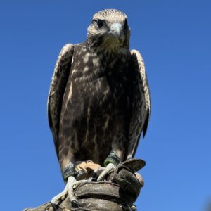 Dalton