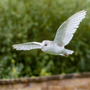 Half Day Owl Experience Spectator